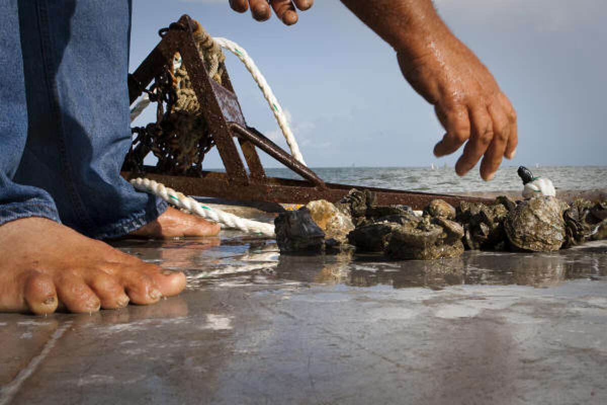 Algae bloom closes Galveston Bay to oyster fishing