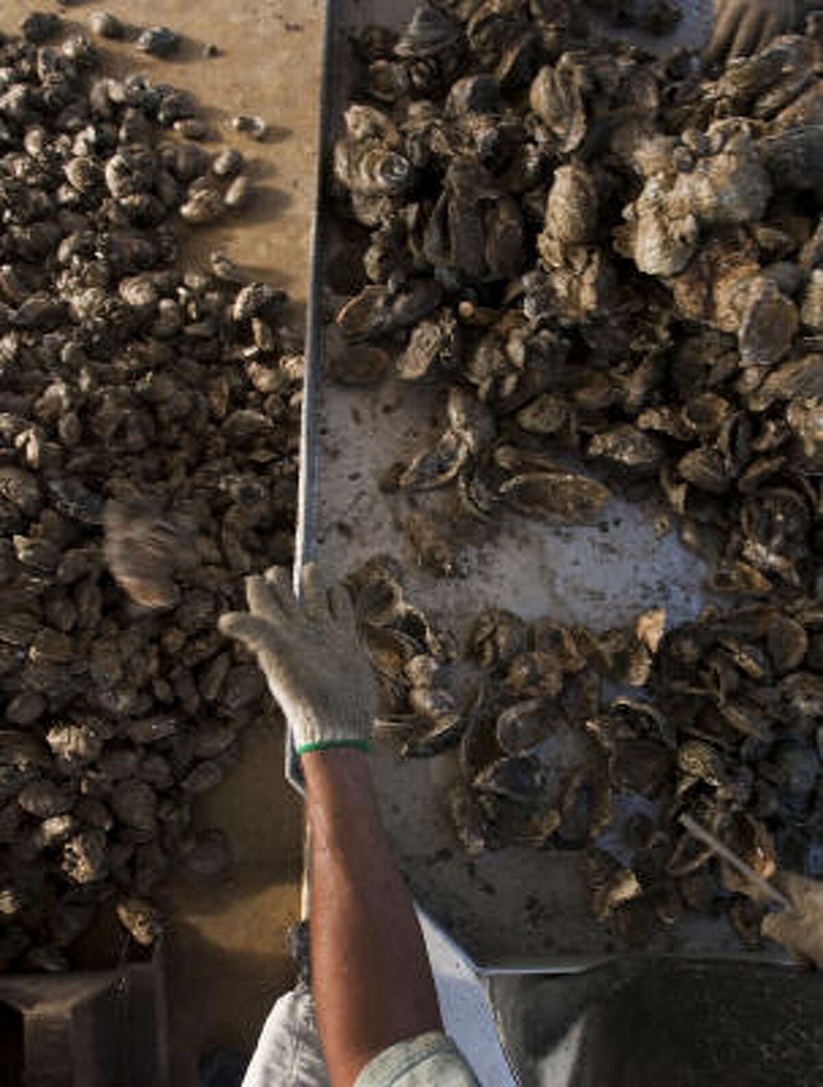 Algae bloom closes Galveston Bay to oyster fishing