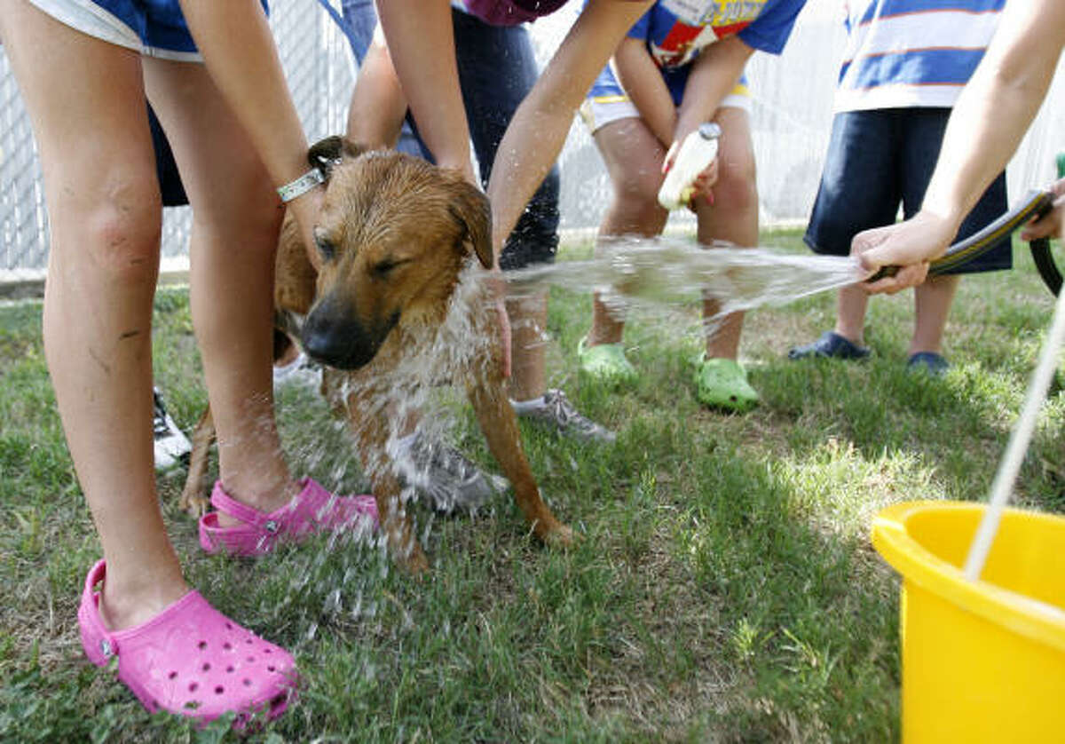 A dog, available for adoption at the SPCA gets a bath from children during the Houston SPCA's Critter Camp in Houston.