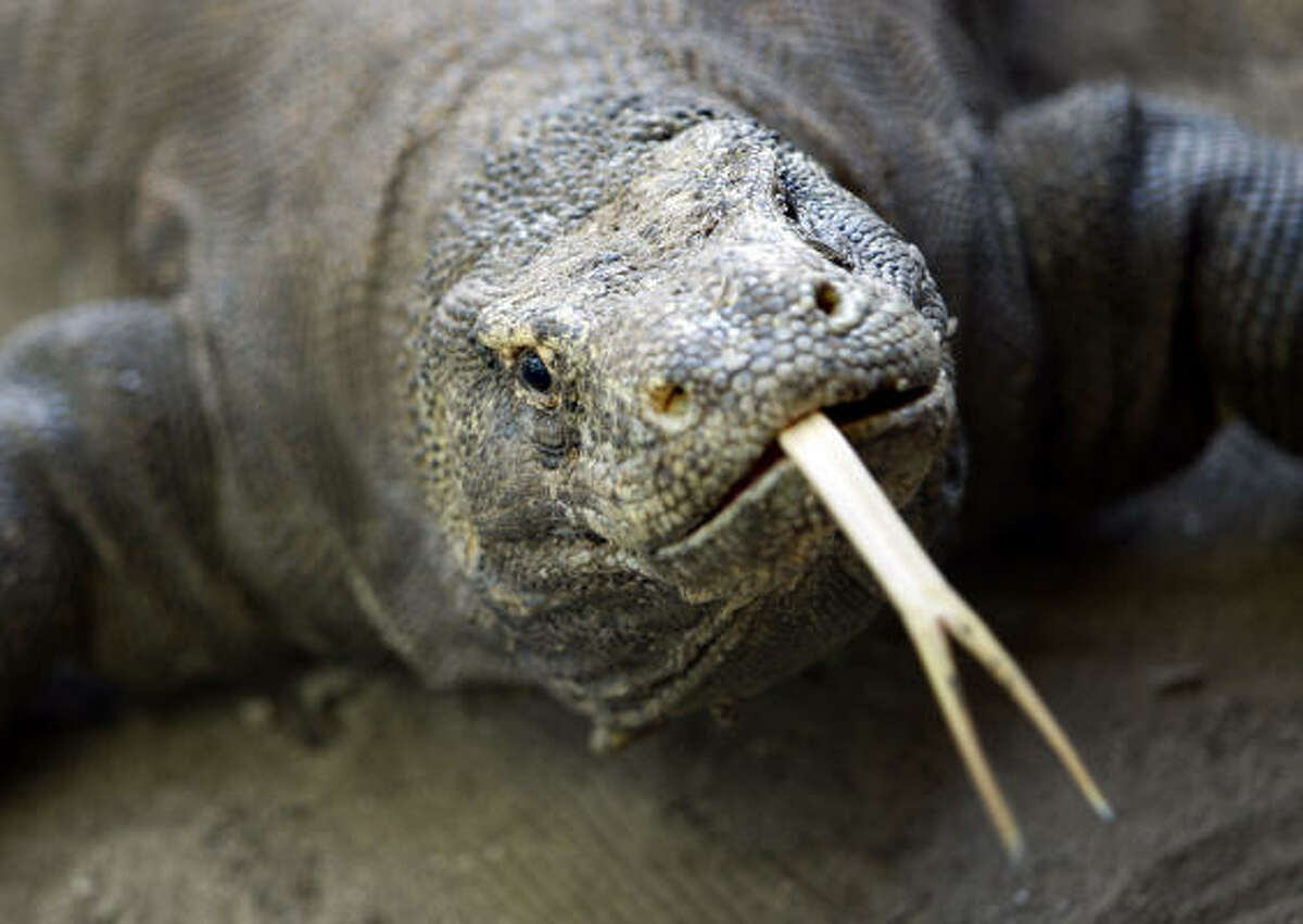 Is the Komodo dragon thinking about ripping into you with its shark-like teeth and killing you with poisonous saliva? Or is it just trying to say that your shoes are cute?