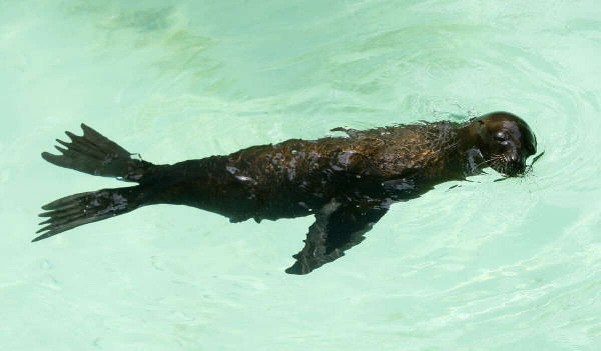 Astro is a rescued sea lion from The Marine Mammal Center in Marin County.