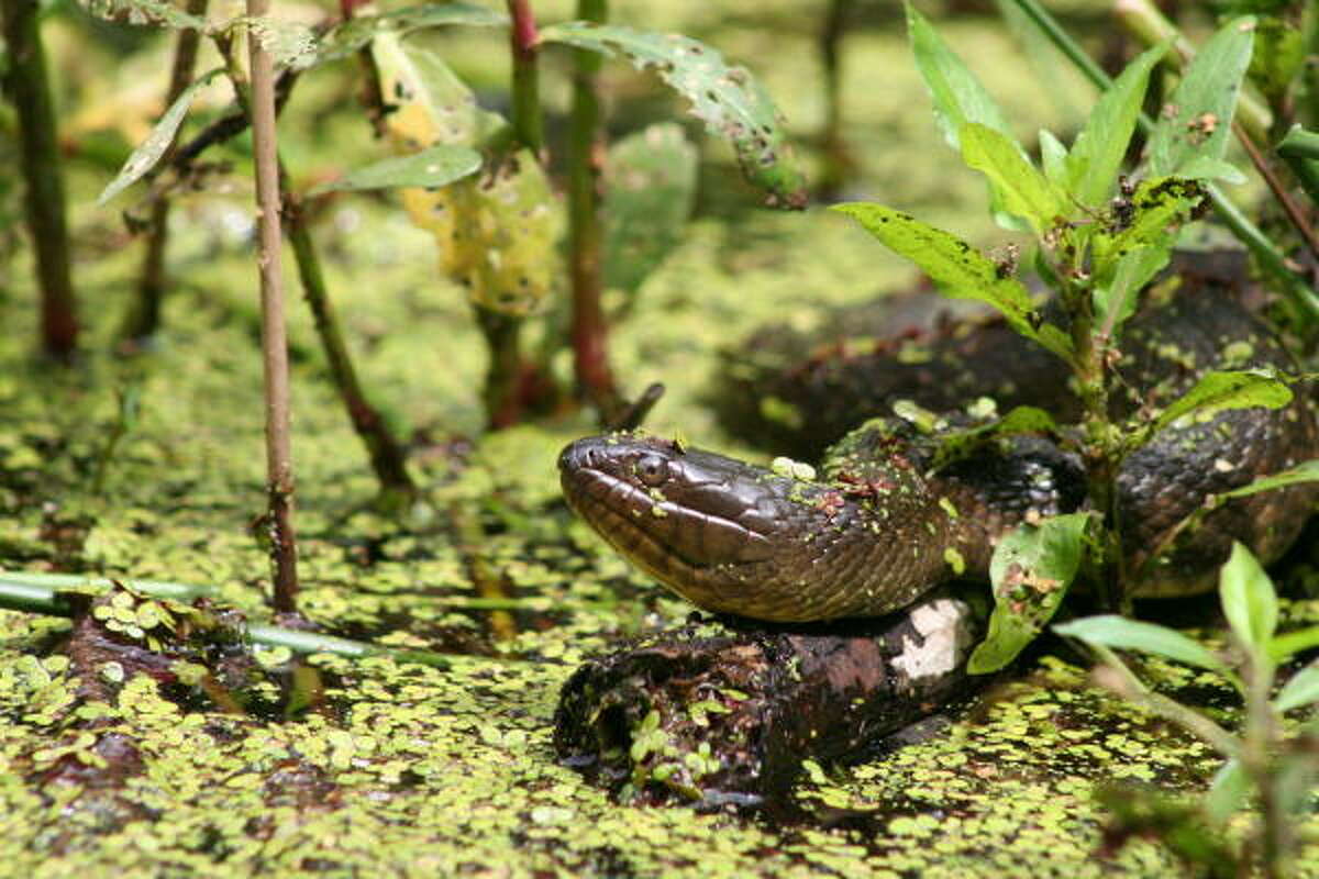 Rare, threatened or endangered snakes in Texas