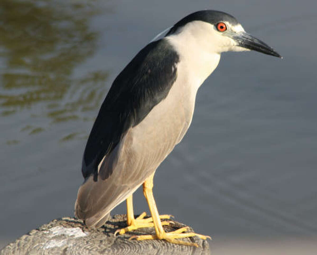 Gray: Night-herons Bring The Wilderness Home