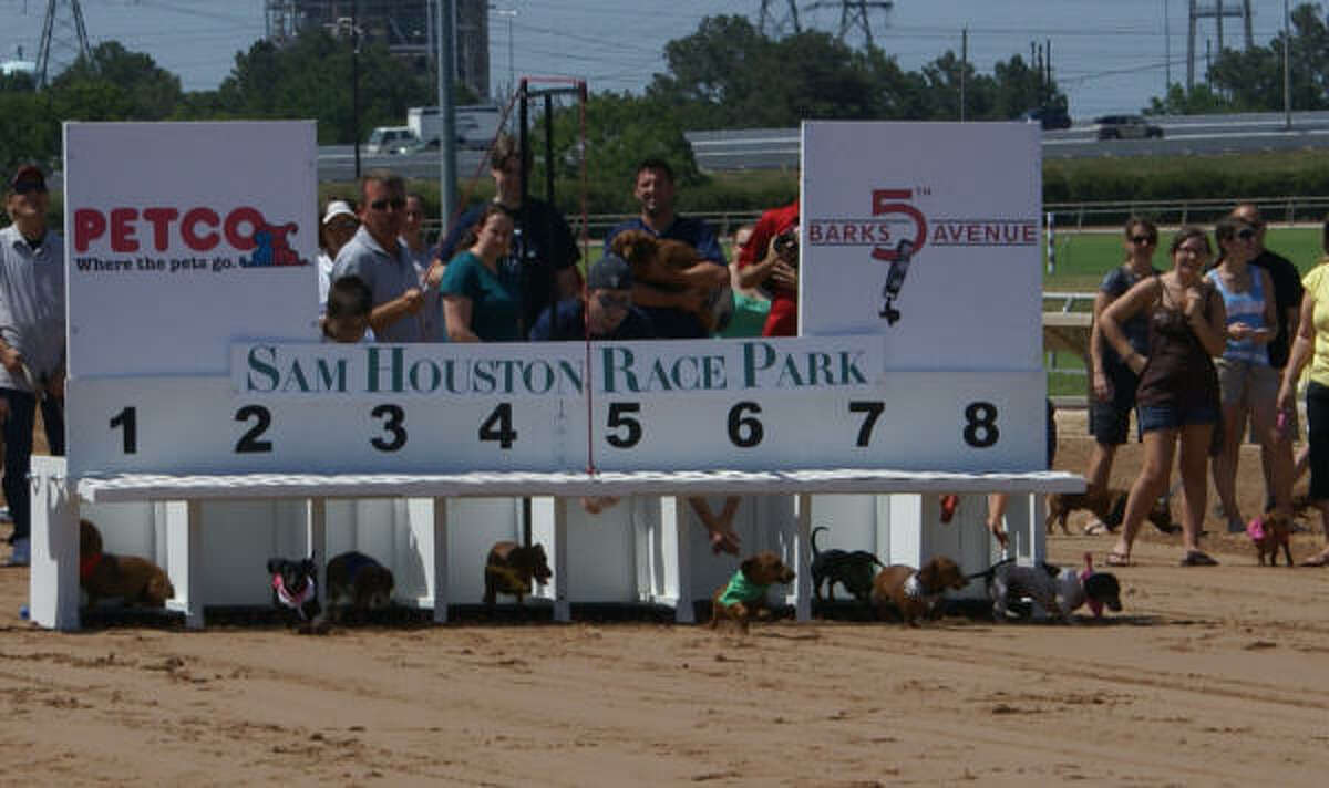 Sam Houston Race Park goes to the dogs