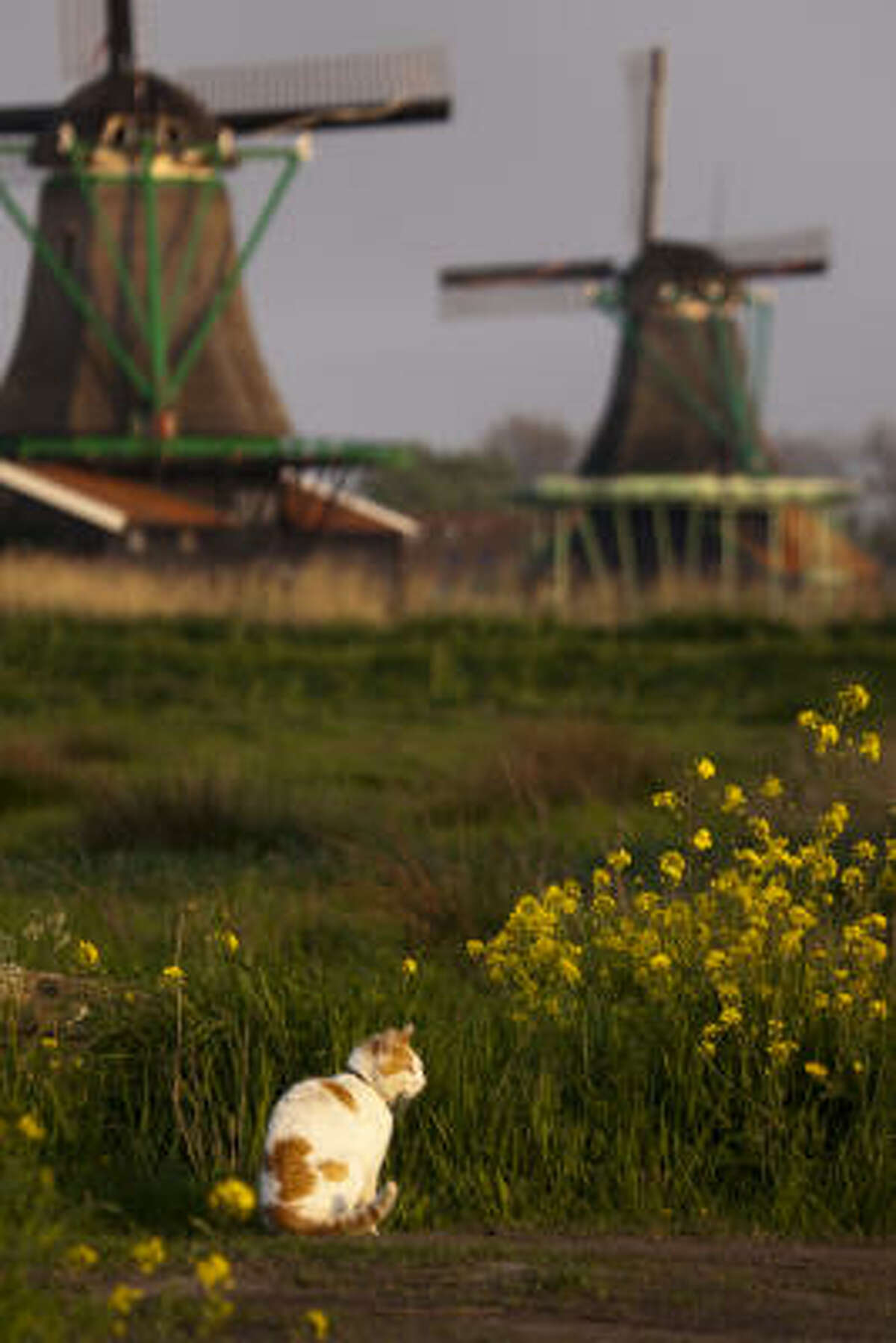 A cat takes in some evening sunshine amidst windmills at Zaanse Schans.