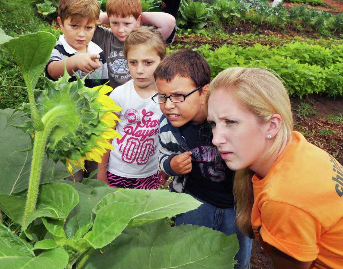 Children, from left, David Garvey, 8, of Niskayuna, Mitchell Gartley-Madigan, 9, of Schenectady, Ellie Stenzel, 7, of Niskayuna and Anthony Lemos, 9, of Schenectady check out insect life on a sunflower with children's garden project coordinator Stacy Stenglein, at right, during the Roots, Shoots, Flowers and Fruits Program of the Cornell Cooperative Extenstion program of Schenectady County in Schenectady Thursday Aug. 4, 2011. (John Carl D'Annibale / Times Union)