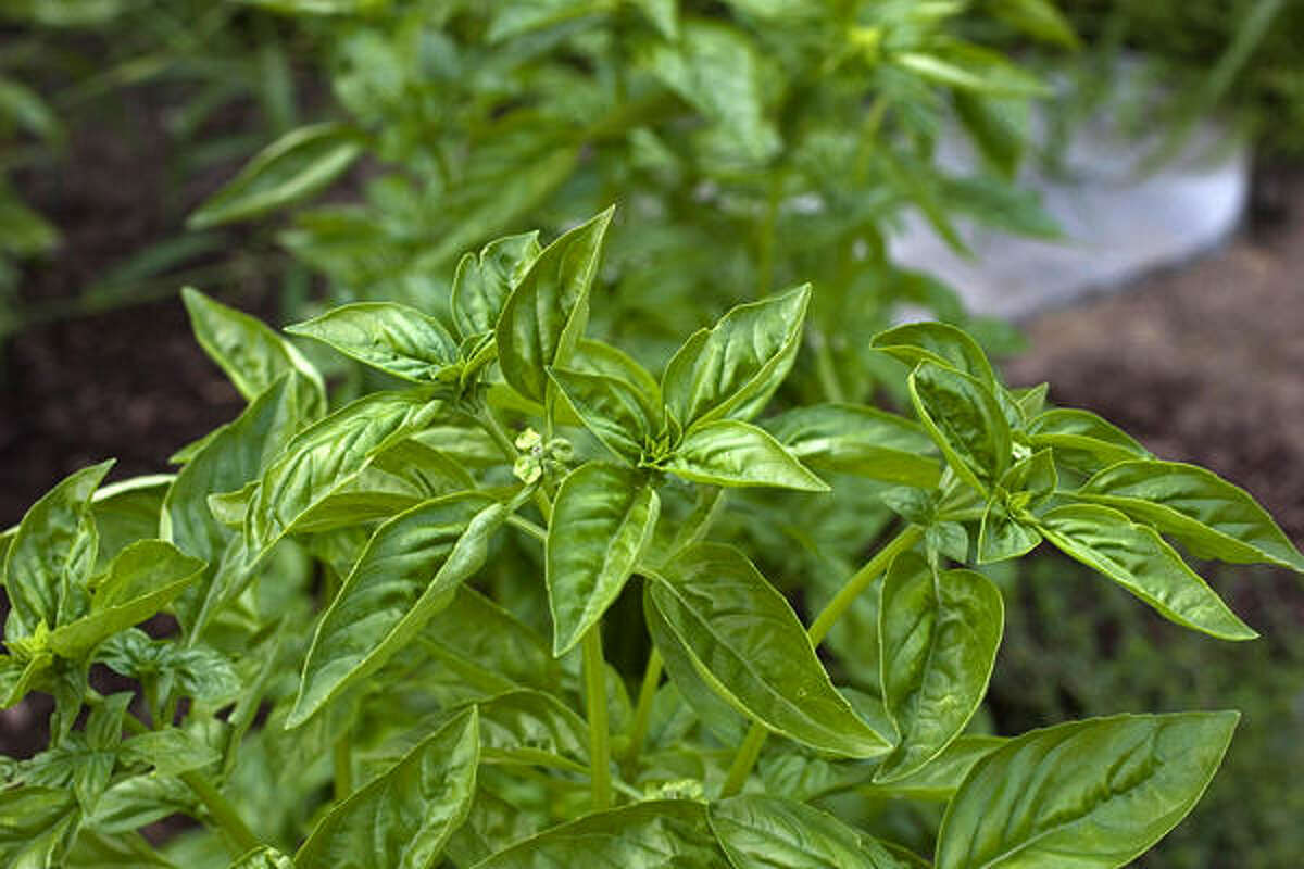 BASIL: Its scent drives away flies, mosquitoes and thrips. Lazy Gardener on herbs | Database herbs | Idea gallery: Veggies & herbs | HoustonGrows.com