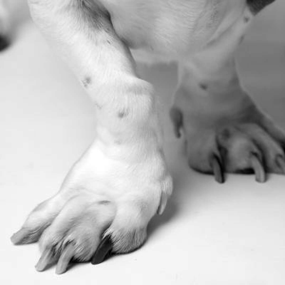 Rudy, like all Bassets, has distinctive feet. Sometimes, Jones finds, the parts are even greater than the whole.