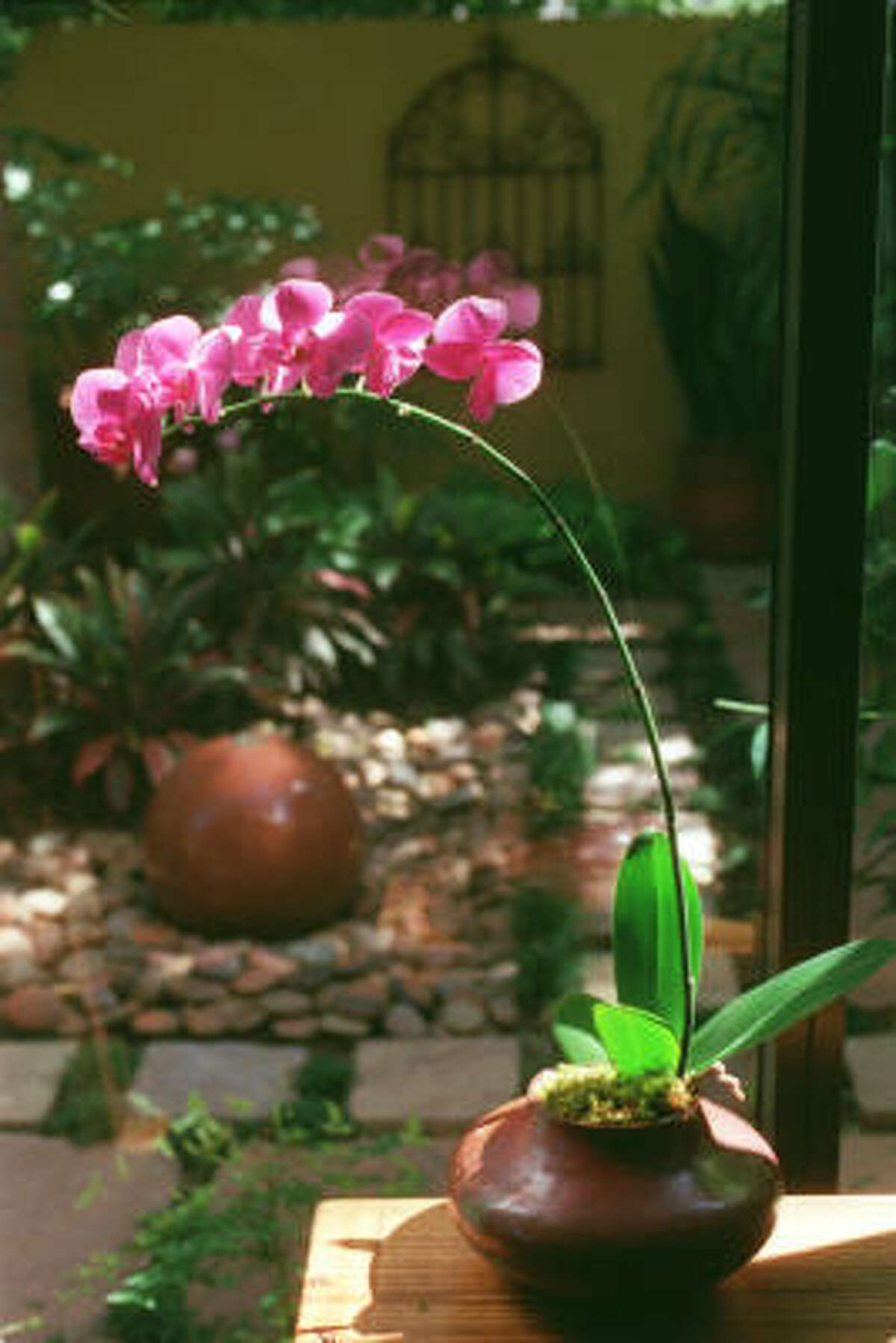 Potted orchids highlight a shade garden behind a townhome in Houston.