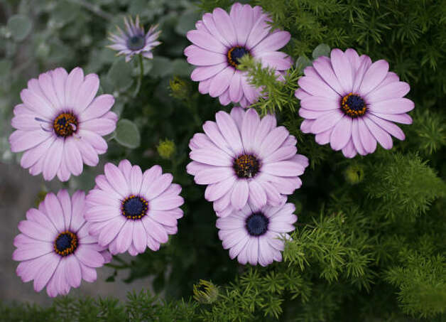 Container Gardens Photo 22 Houston Chronicle