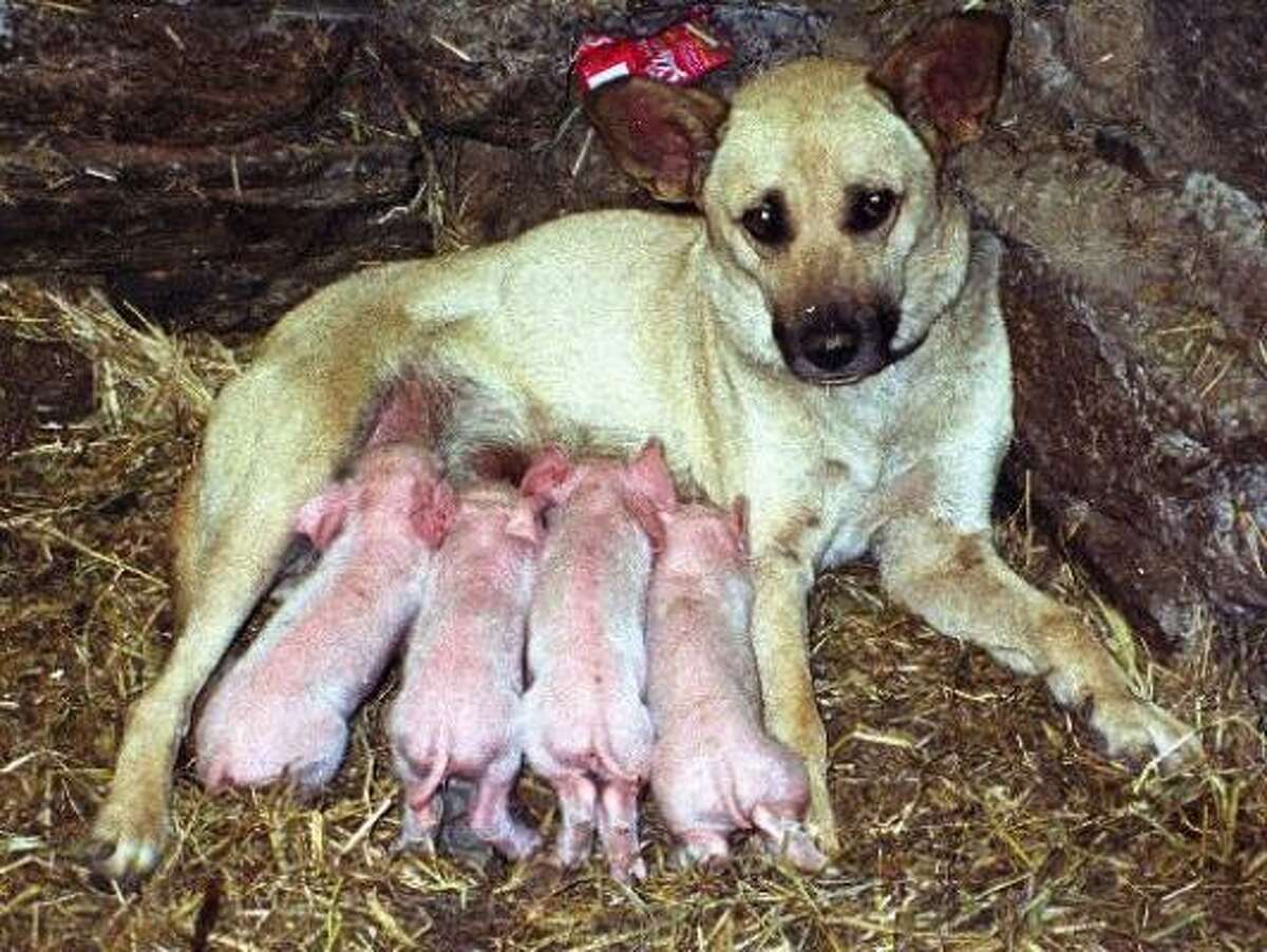 THEY LOOK JUST LIKE THEIR FATHER: Linda nurses four piglets she adopted following the loss of her newborn puppies in Fonfria de Alba, northwestern Spain in 2001