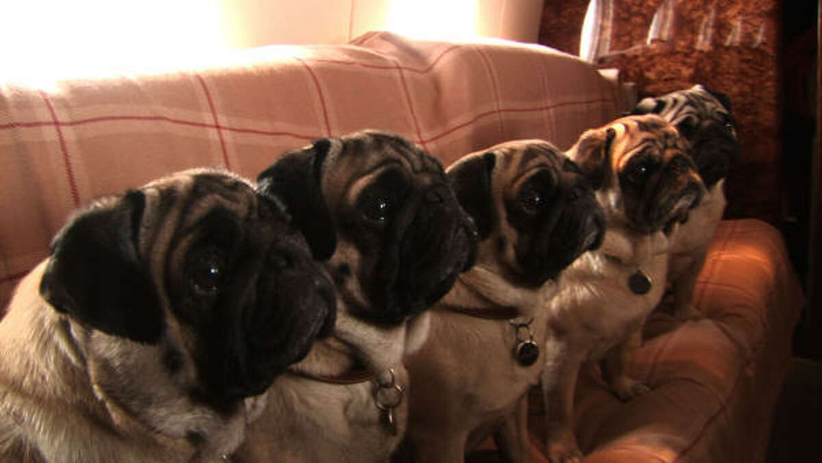Valentino’s five pugs travel with him on a private airplane.