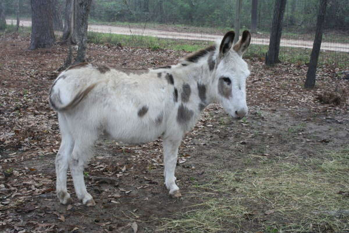 A donkey at Indian Springs Campground.