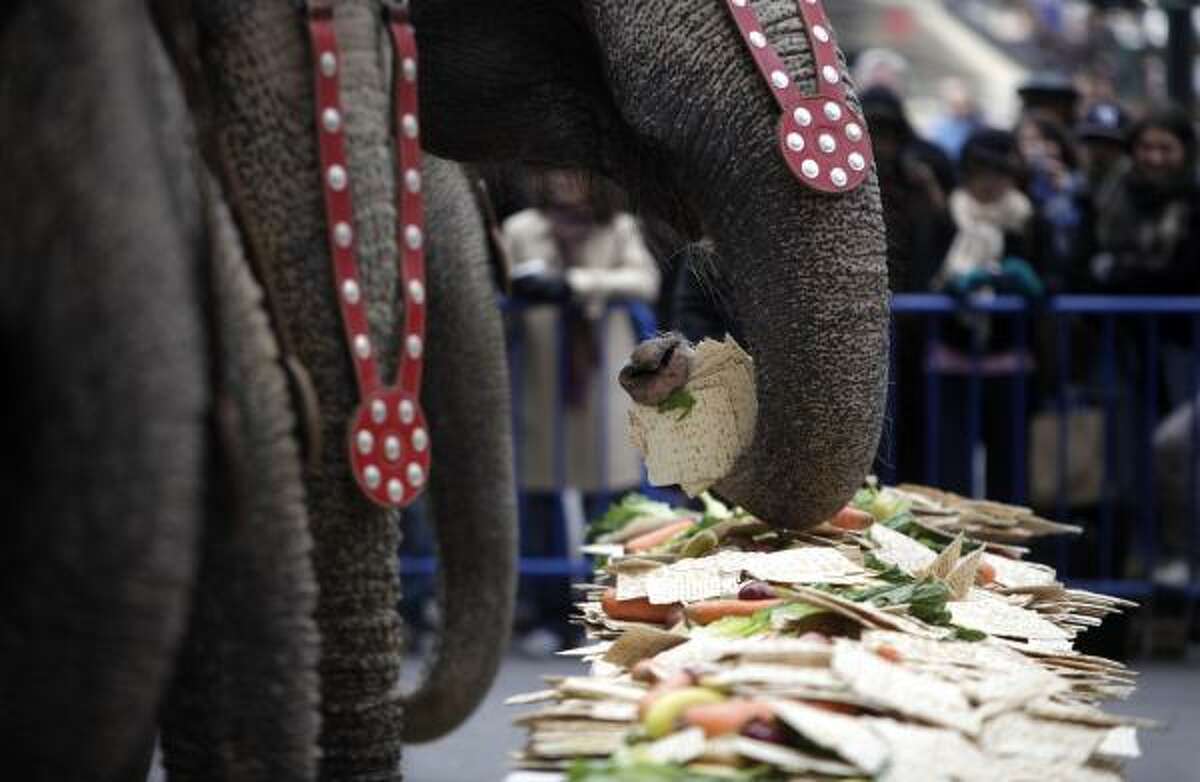 Elephants feast on meal of fruits, vegetables and matzoh in honor of the start of the Passover holiday in New York.