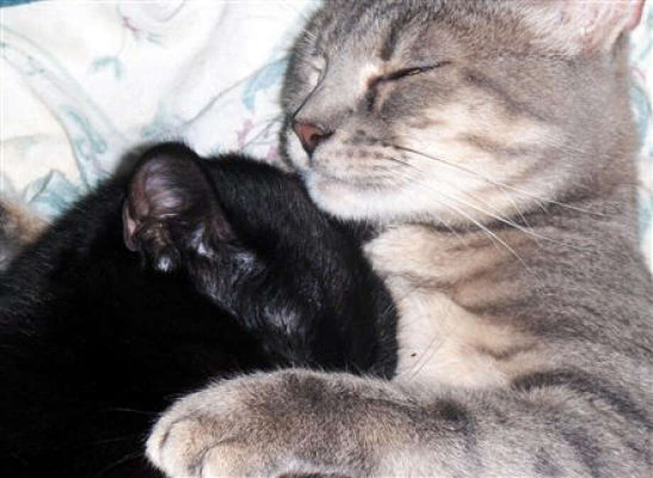 A&M researcher says cats are good at sleeping Houston Chronicle