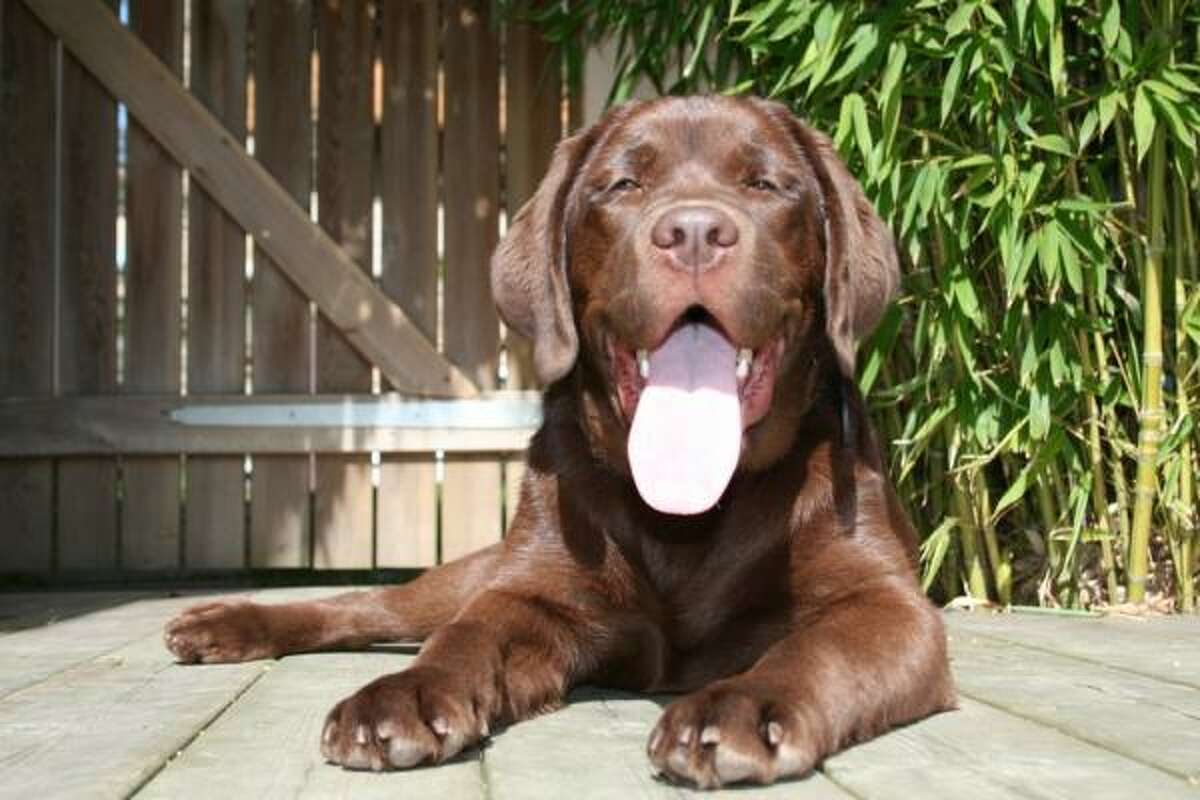 Labrador retrievers: ''My chocolate lab is the best dog I've every owned, obedient, sweet tempered, great with kids, and loyal. They are very active dogs and they have to have a place to run. Labs are not a dog for the high-rise/town home dwellers.'' - houston2sandiego
