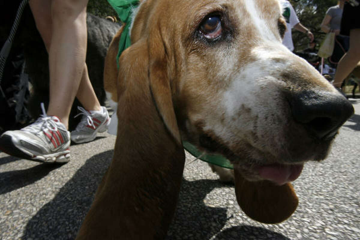 Harley, a 10-year-old Basset hound, and owner Summer Ozio take part in the walk. Harley only made it through part of the course because, "He got too hot," Ozio said.