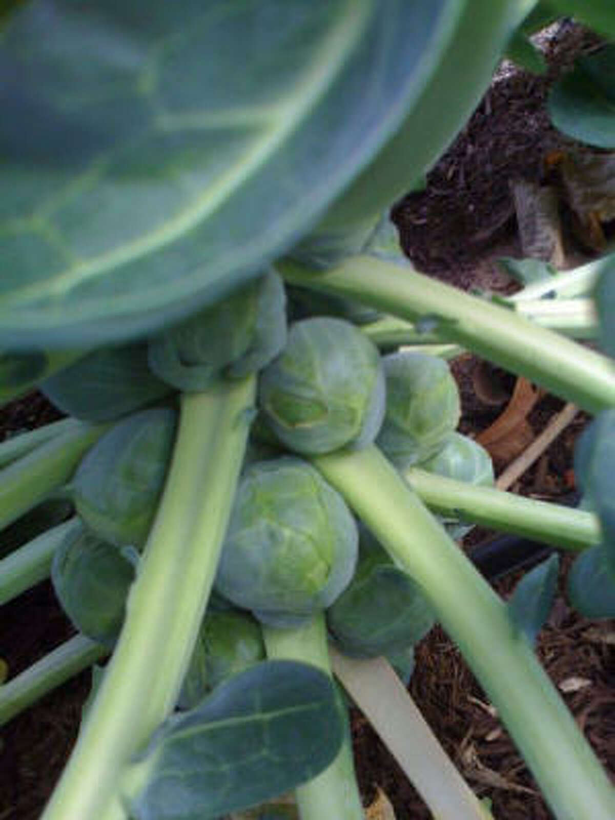 Brussels sprouts More: Story |Vegetable & herb garden inspirations | Search database vegetables | HoustonGrows.com