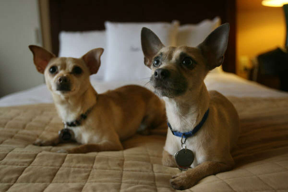 Frankie, the star of ''Legally Blonde''on the right, and Roxy, the understudy, relax in their Houston hotel room hours before a performance at the Hobby Center. They play Bruiser, Elle Woods’ beloved Chihuahua.