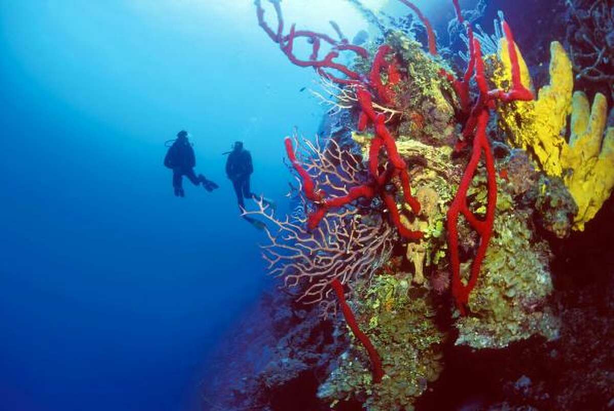 One of the best islands for scuba diving: Little Cayman