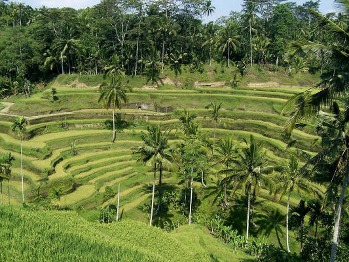 Terraced rice paddies are a common sight in Bali.