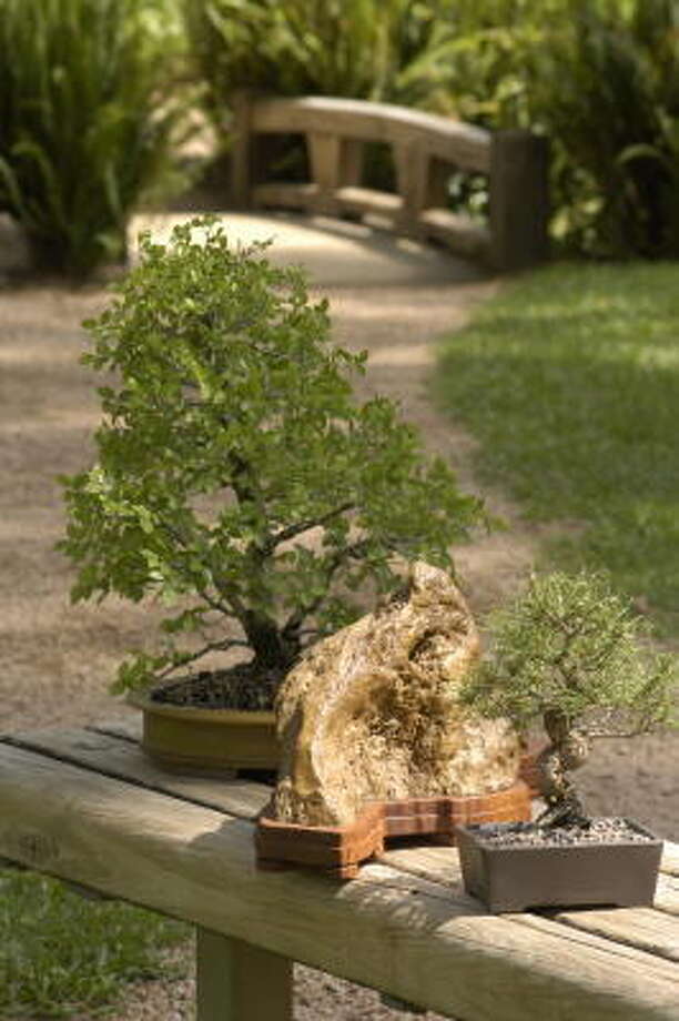 BONSAI GARDENING Houston Chronicle