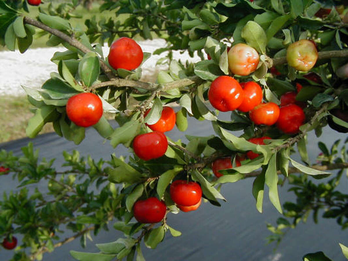 Barbados cherries More: Fruit tree sales, classes | Citrus FAQ | Top 10 citrus | Database fruit trees | HoustonGrows.com