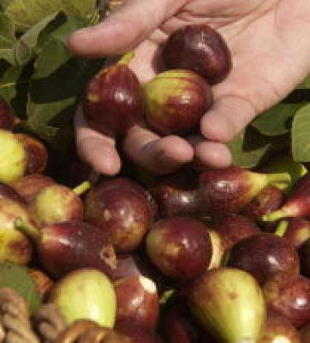 6 of the best figs to grow in Texas