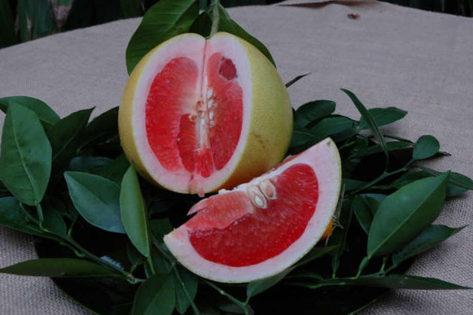 dwarf grapefruit tree for sale