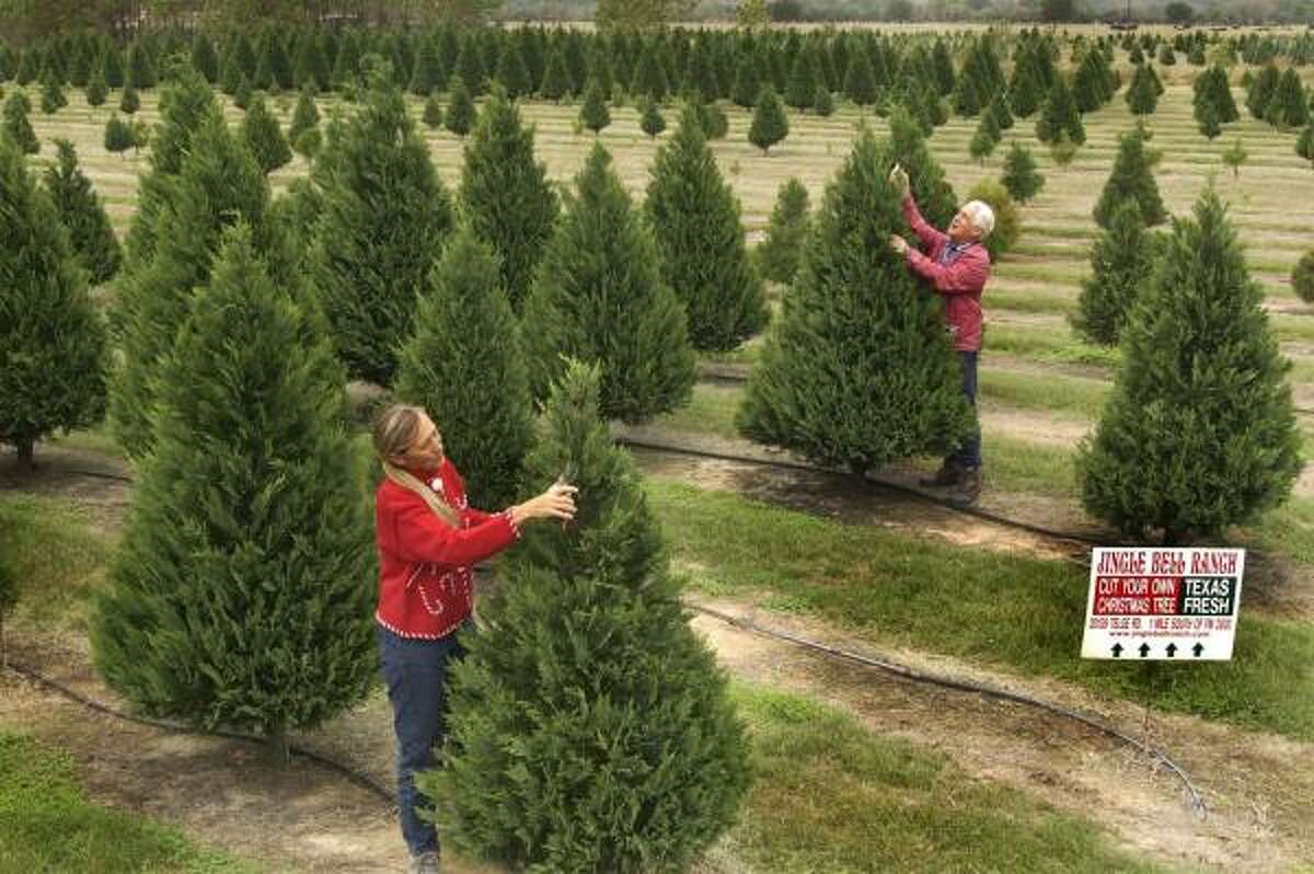 Lou and Fran Defazio, owners of Jingle Bell Ranch near Tomball, look over their trees in 2005.