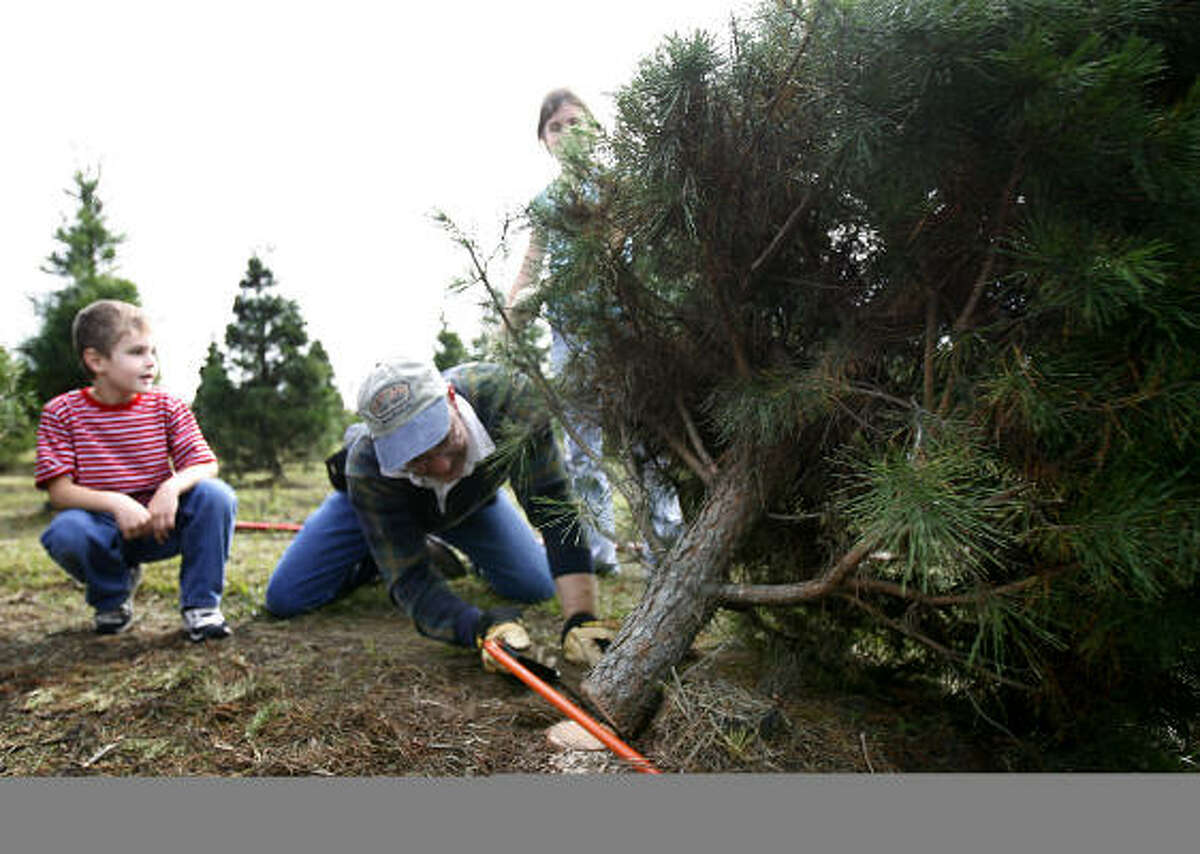 Meet the ecofriendly Christmas tree