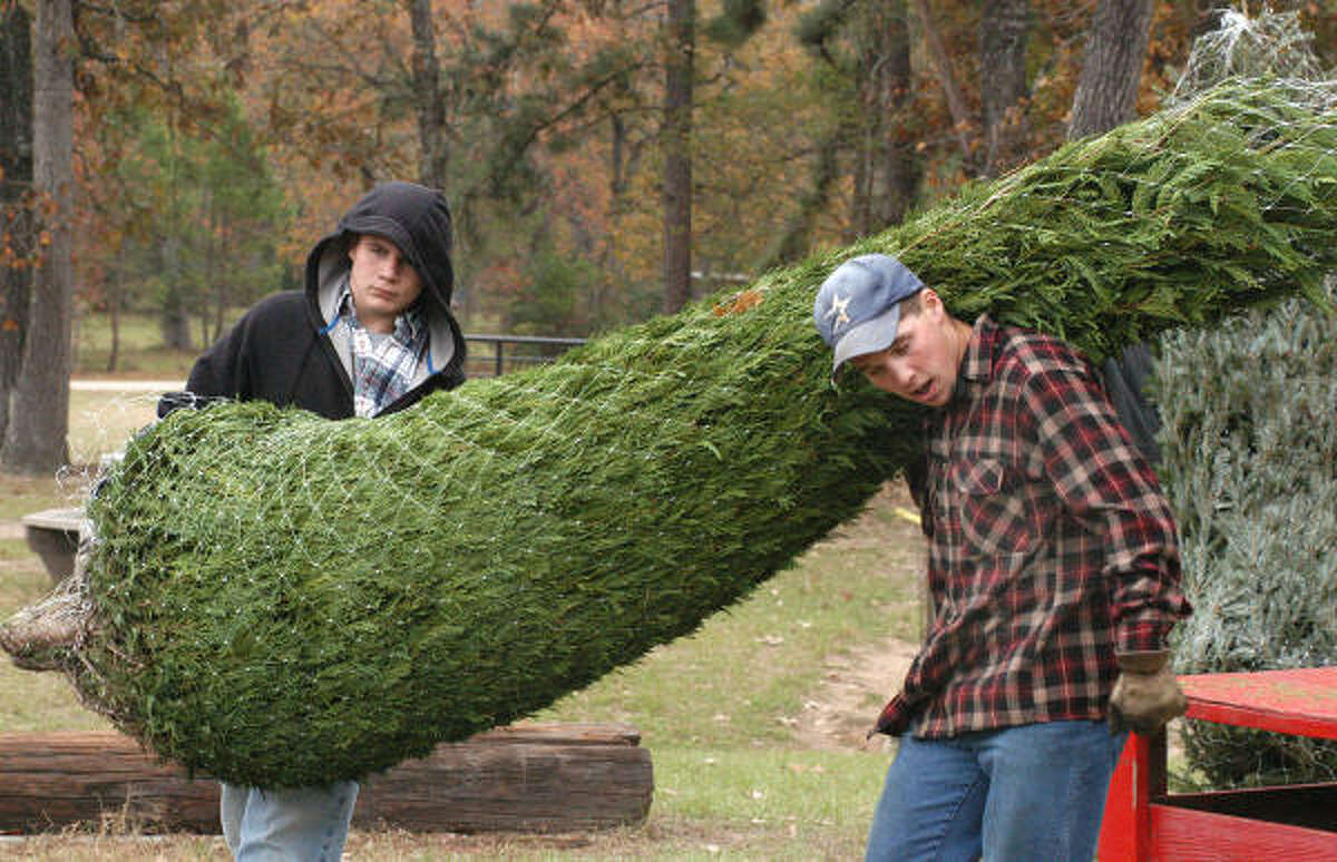 How to pick out a Christmas tree