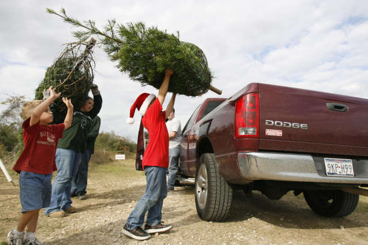 Meet the ecofriendly Christmas tree
