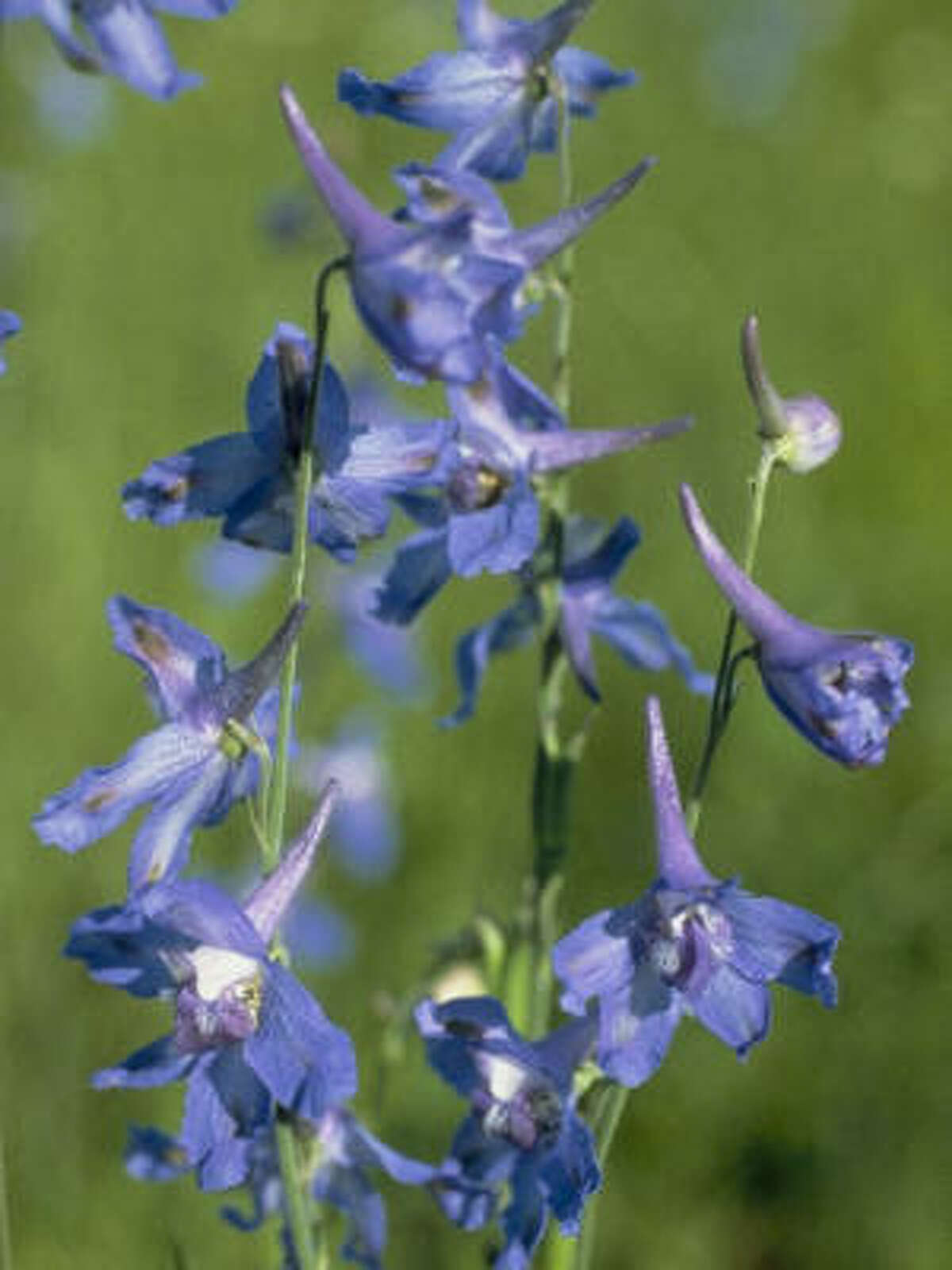 Are flower petals poisonous?