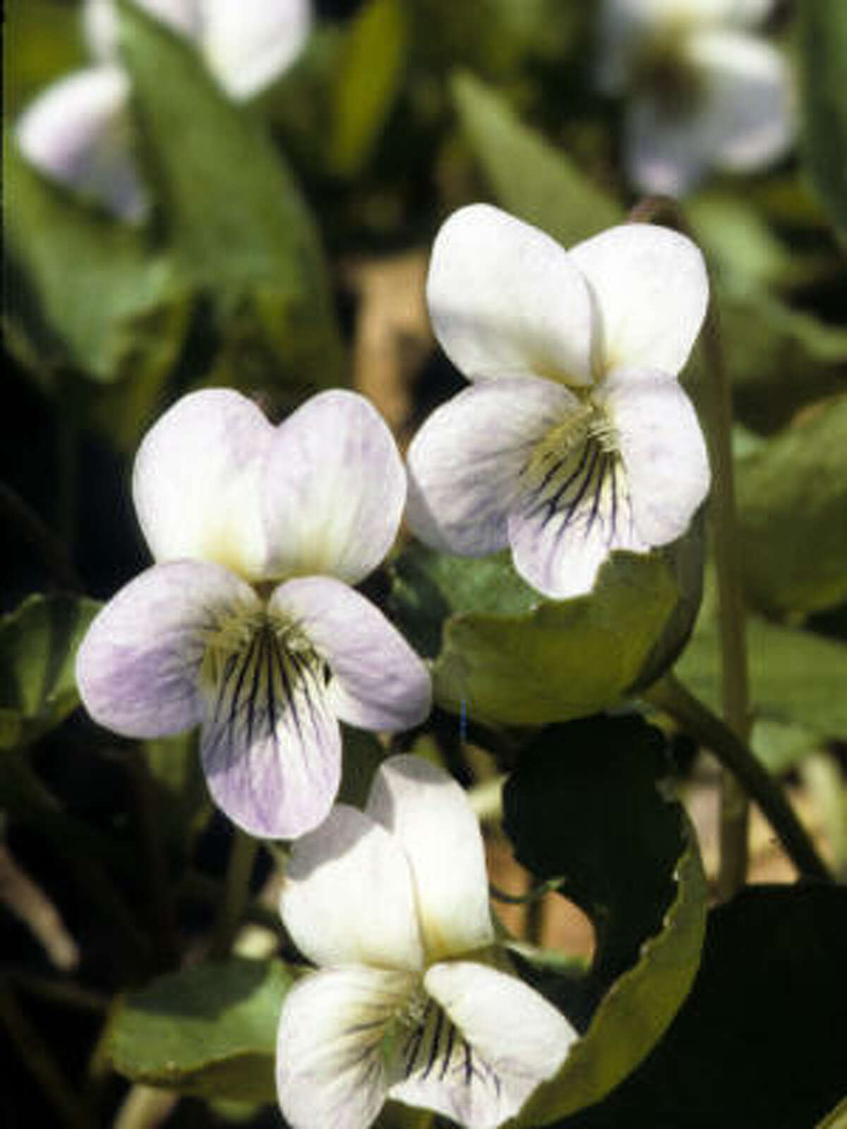 Are flower petals poisonous?