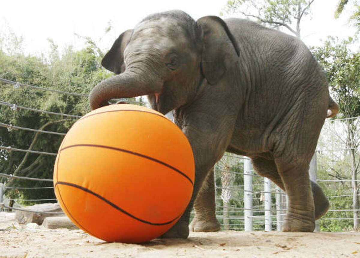 At 5 months old, Mac amused Houston Zoo visitors and staff members as he played with an oversized basketball.