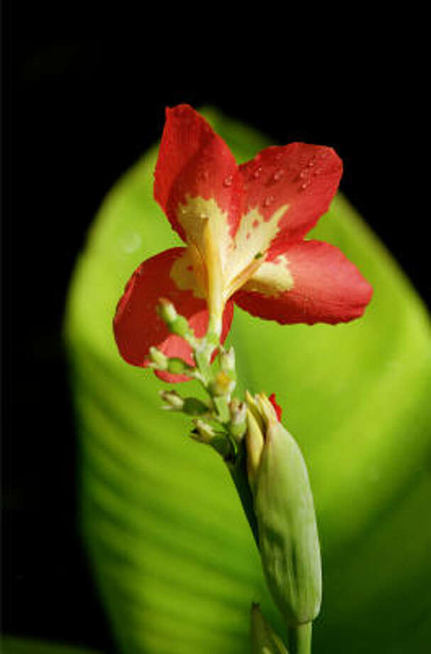 Easiest plants - Houston Chronicle