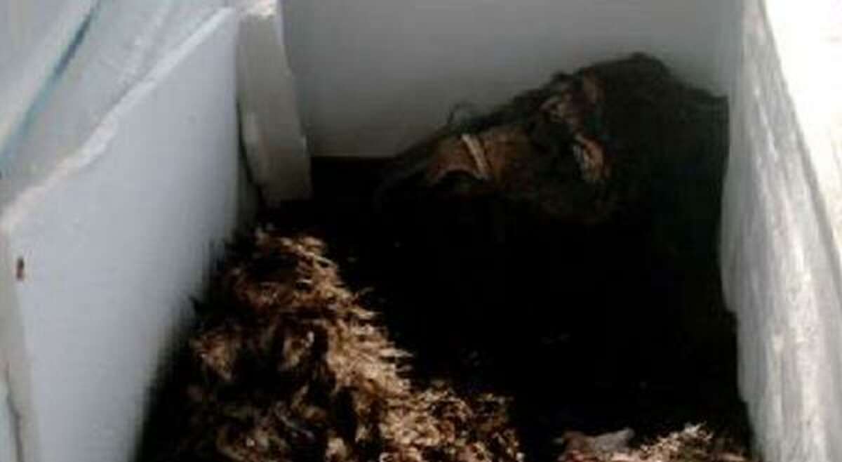 Two Bigfoot hunters, Matthew Whitton and Rick Dyer, say they have the carcass of the Bigfoot creature in a freezer.
