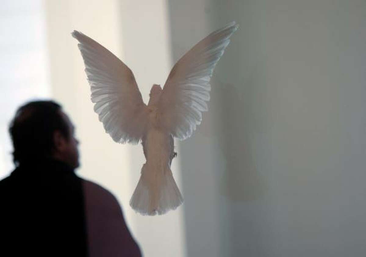 Among the works presented by the Goss-Michael Foundation' is a dove caught in flight in a formaldehyde solution.