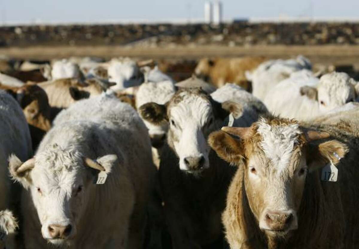 Cattle in a pen wait for their next meal at the Tulia Feedlot. Gov. Rick Perry wants to relax federal rules requiring corn-based ethanol because of rising costs that are harming the Texas economy.