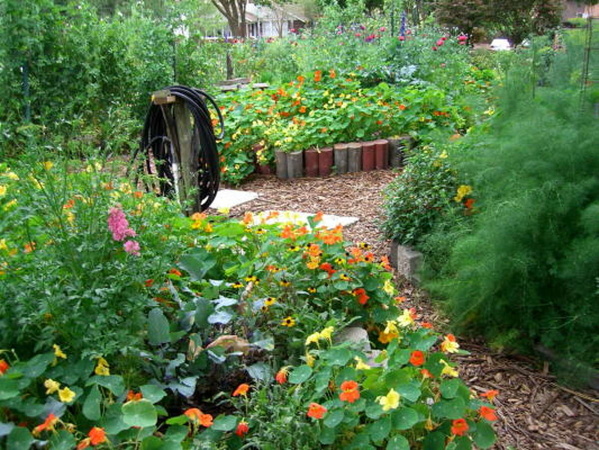 Meredith Gardens: Red native poppies, purple and pink larkspur and yellow and orange nasturtiums grow from seed among cool season vegetables that include lettuce, broccoli and fennel.