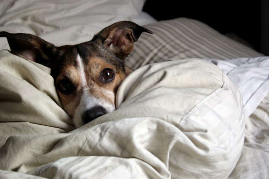 Give a dog a break if it stays home alone Houston Chronicle