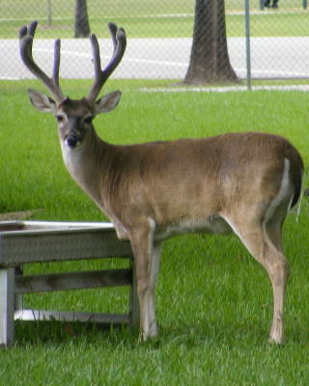 Officials said the deer, named Mr. Buck, was a favorite of schoolchildren at Bear Creek Pioneers Park.