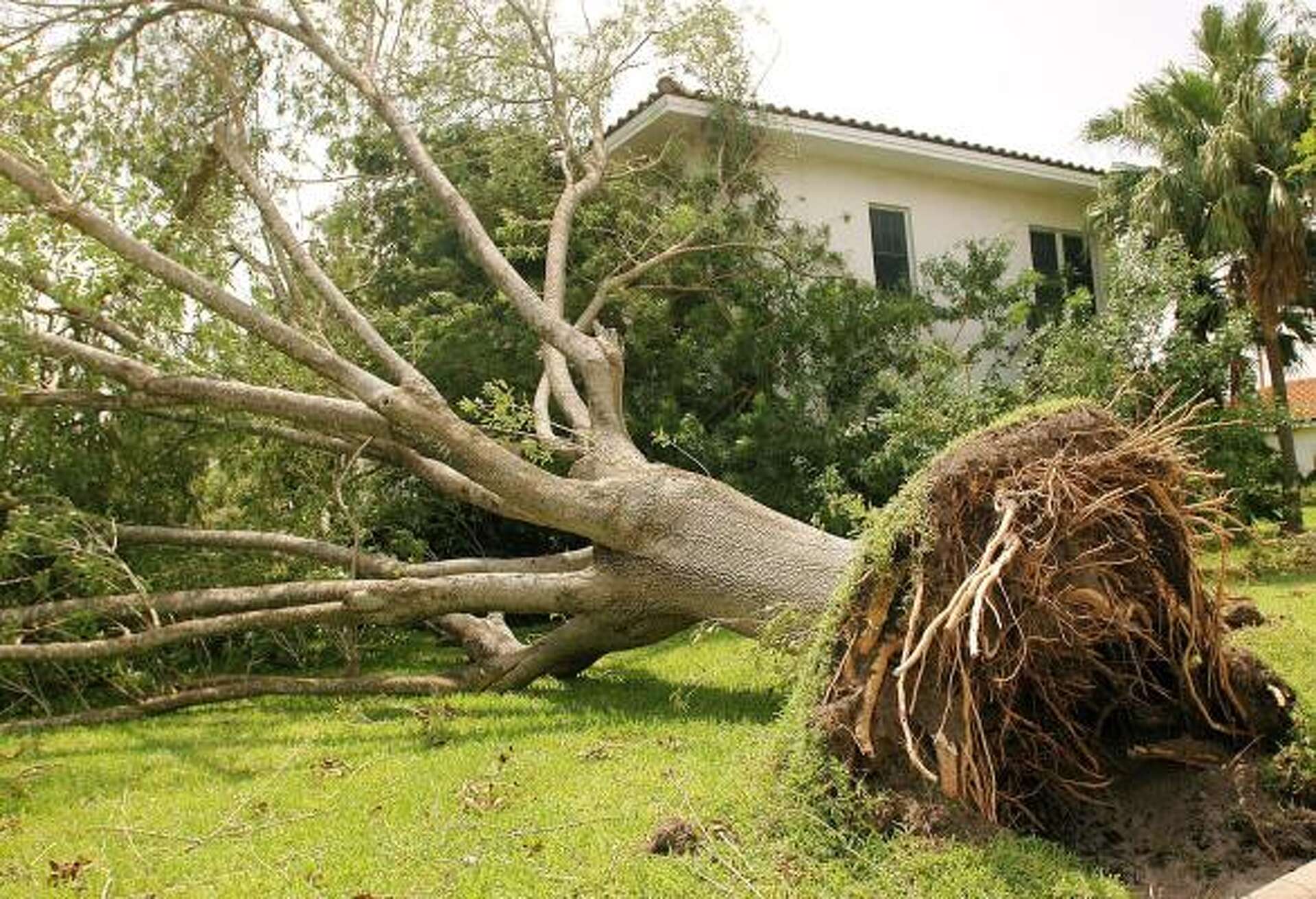 How to protect trees from hurricanes