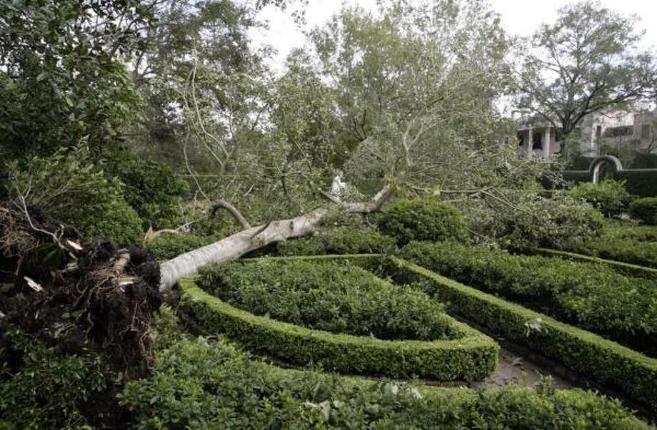 Essay On Business Ethics Downed Trees Including A Champion American Holly Tree Were Knocked Down By Hurricane Ike Examples Of English Essays also Essay Vs Paper Personal Essay Years Of Botanical Care Gone With The Wind Houston Business Law Essay Questions