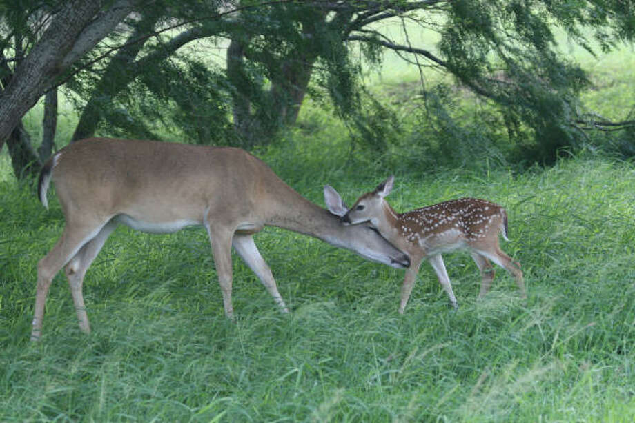 Outdoors Surviving A Struggle For Fawns Houston Chronicle 