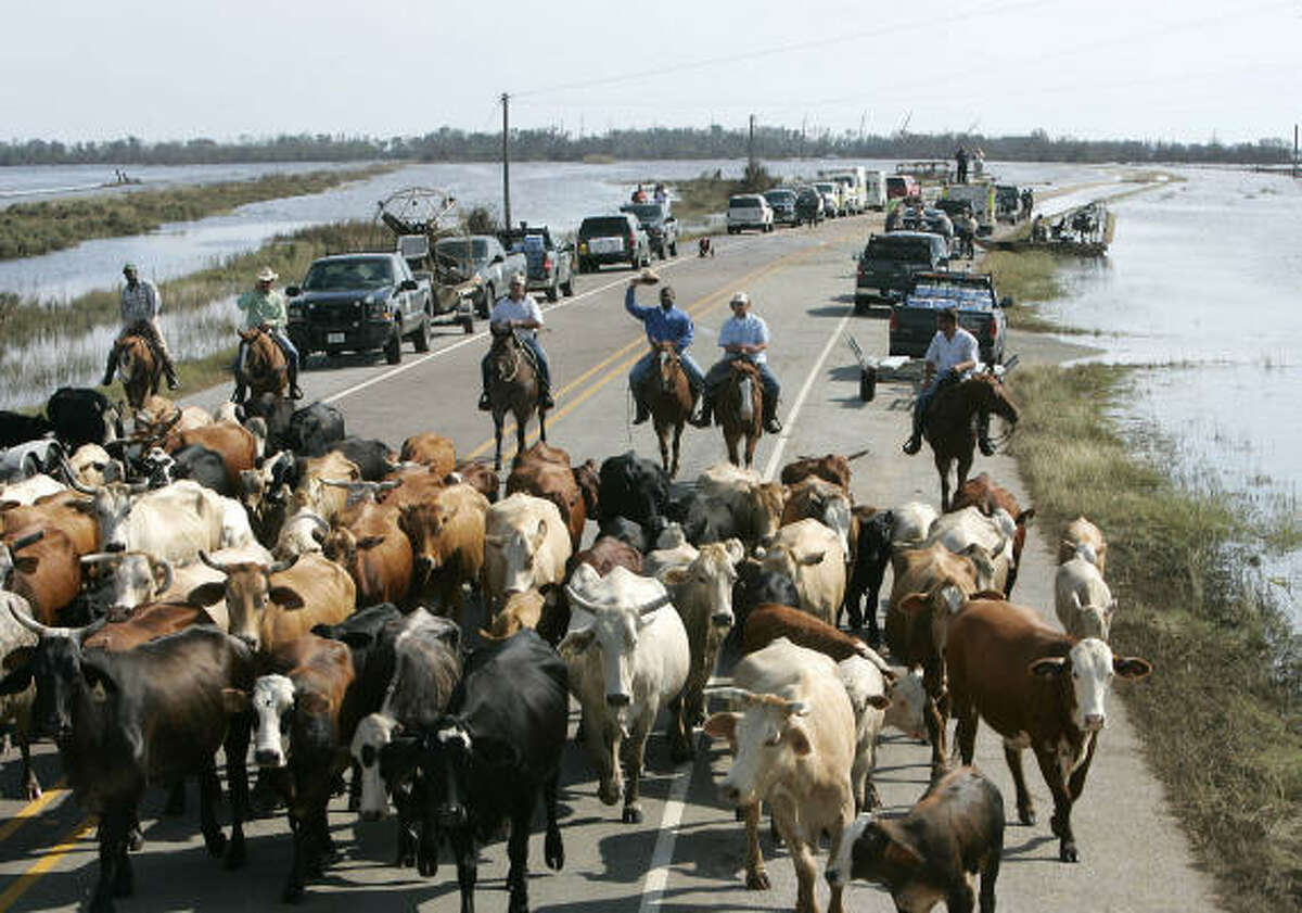 Cattle are herded on the Bolivar Peninsula. The ranchers were trying to get the cows to fresh water this week.