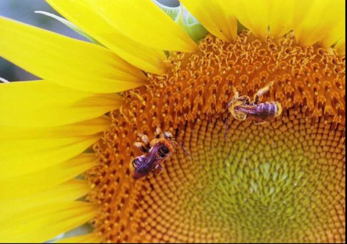 Spread pollen