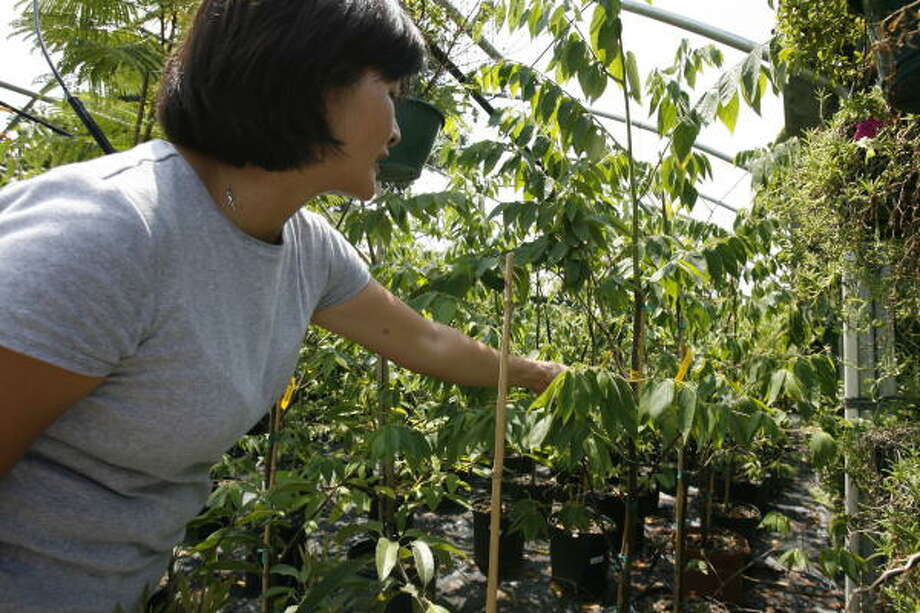 Tropical Plants Houston Chronicle Jrn Nursery Owner Haivan Doan Photo Kevin Fujii Houston Chronicle