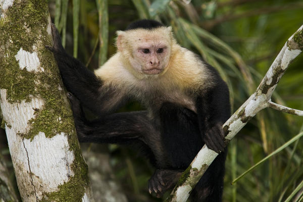 Costa Rican monkeys a close-knit group